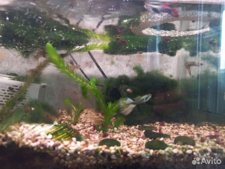 Мальки гуппи