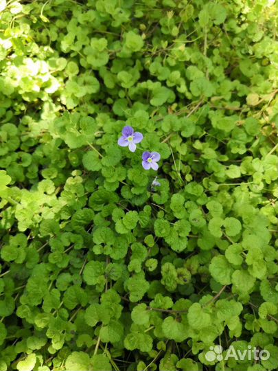 Почвопокровные