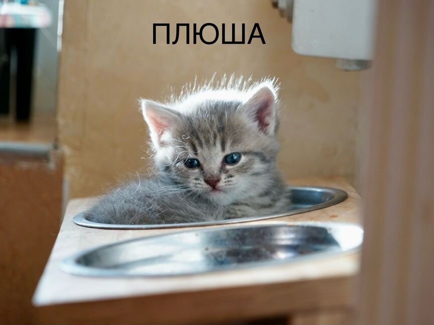 Шотладские прямоухие котята