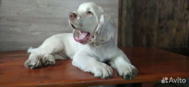 Кламбер спаниель