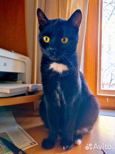 Кошка чёрная молодая