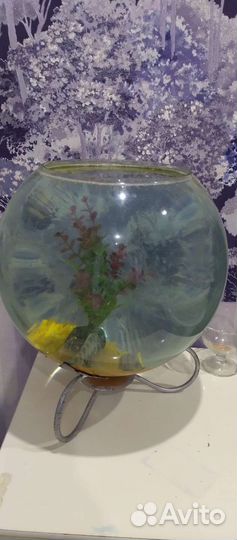 Аквариум с рыбками