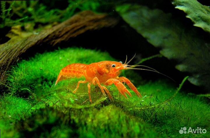 Рак мексиканский. Рак карликовый