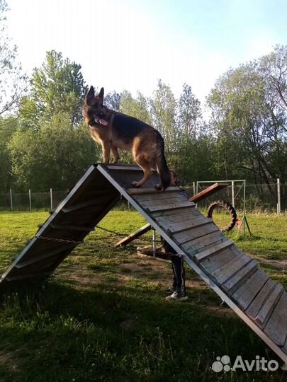 Дрессировка собак