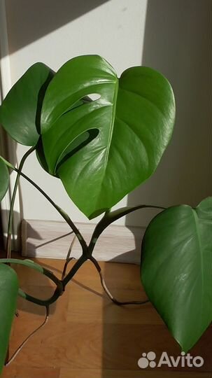 Монстера мелколистная