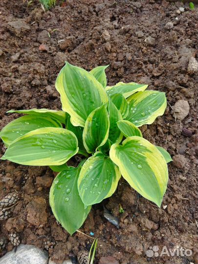 Хоста, многолетние растения