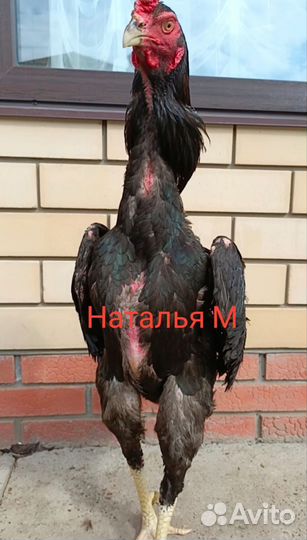Петух о шамо бойцы