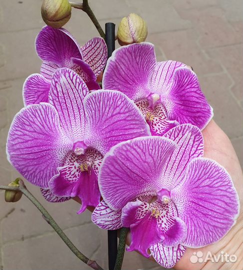 Орхидея фаленопсис сортовые