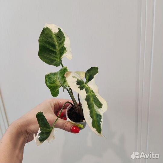 Сингониумы сортовые