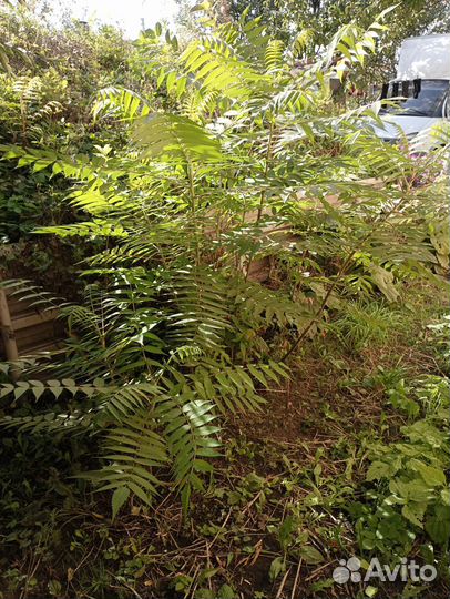 Саженцы сумах оленерогий