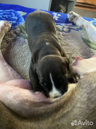 Щенки стафа