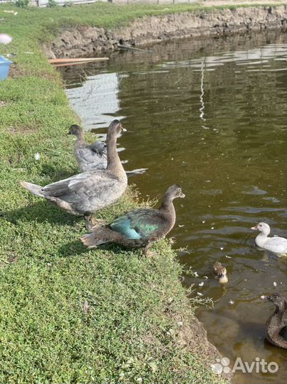 Мускусные утята