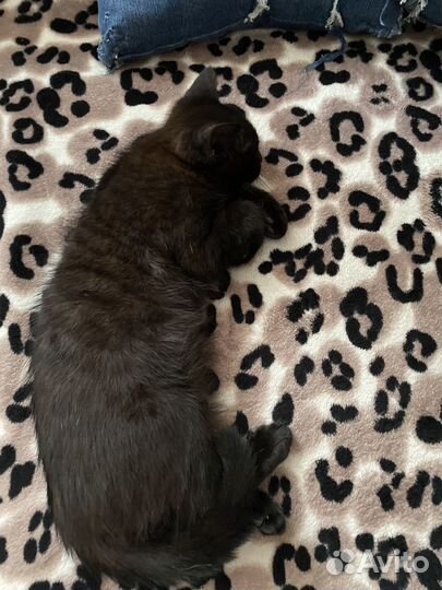 Котята в добрые руки приучены к лотку