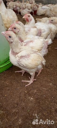 Бройлер кооб500/рос308