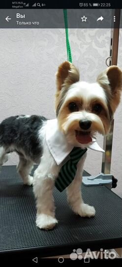 Щенок бивер йорка мини