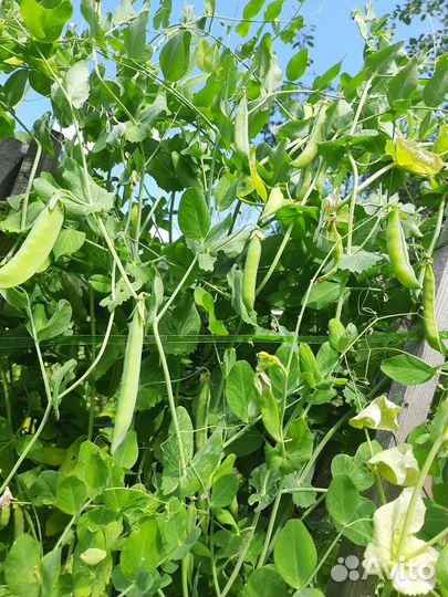 Горошек зеленый в стручках