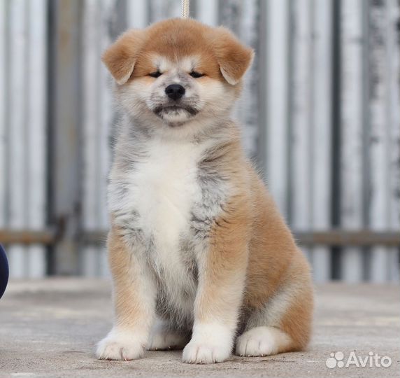 Щенки Акита и Сиба-Ину