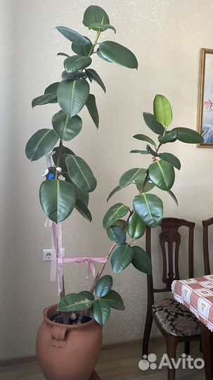 Фикус каучуконосный большой