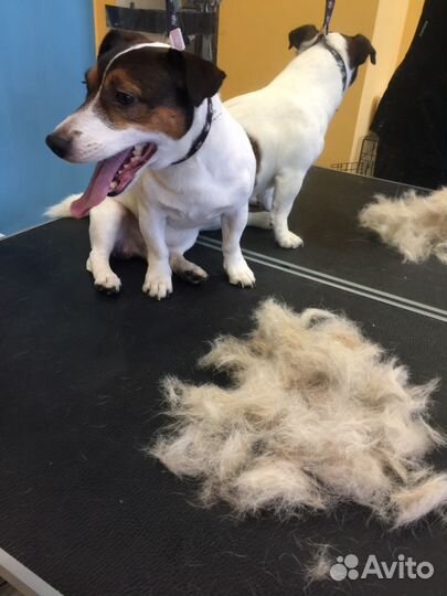 Ищем моделей для стрижки