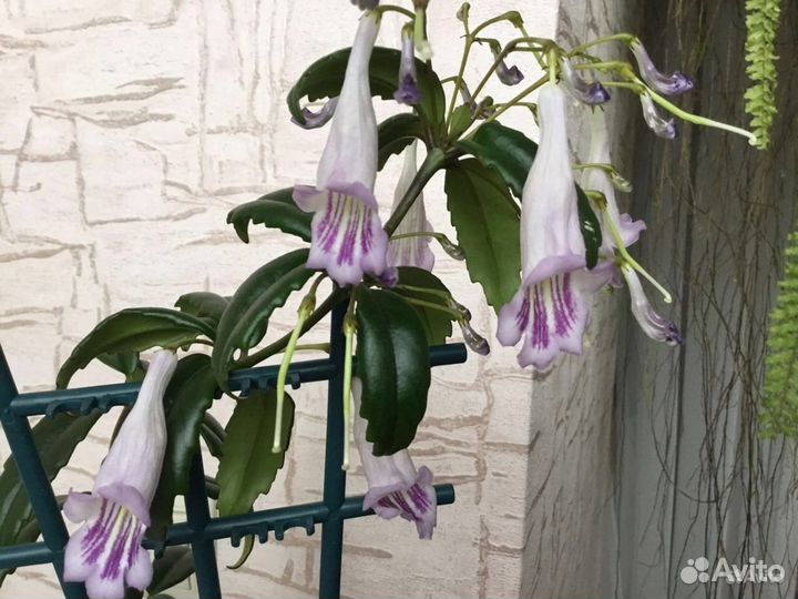 Эсхинантус