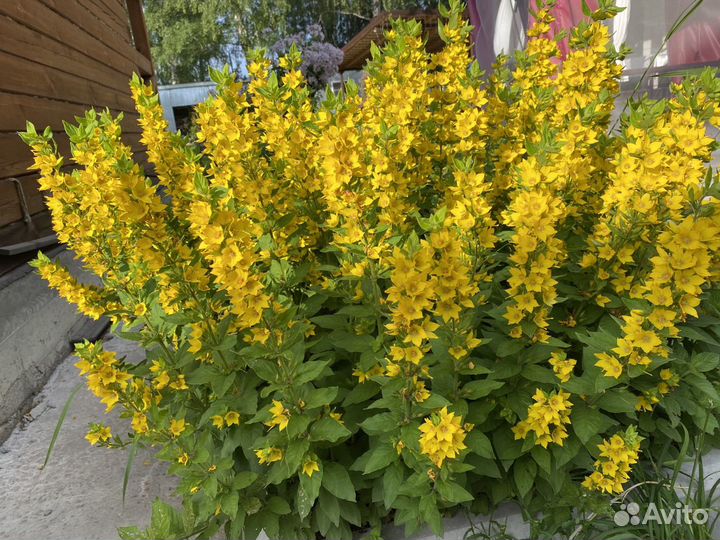 Вербейник крупноцветковый деленками