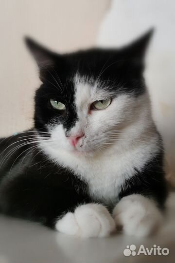 Феликс кот котик в дар