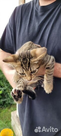 Отдам котят в хорошие руки