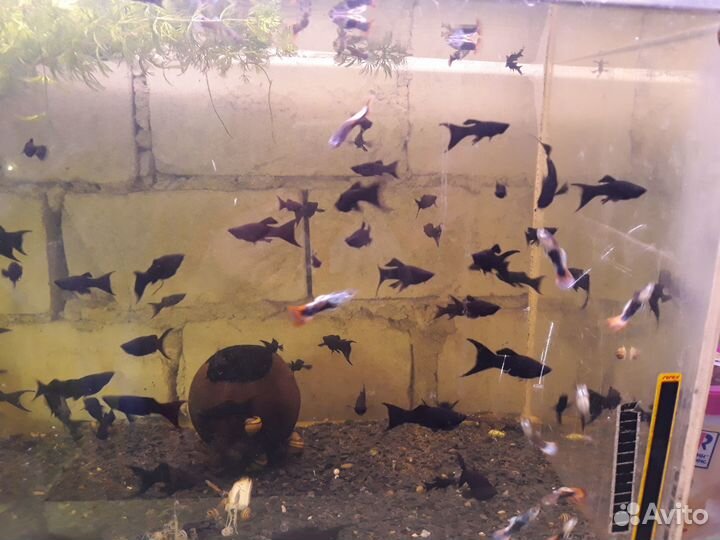 Анциструс. Моллинезии. Скалярии. Креветки. Улитки