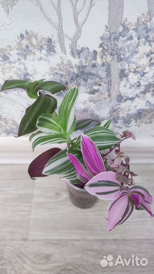 Традесканции