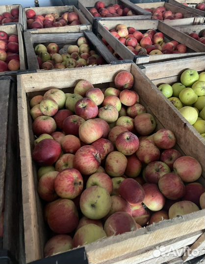 Яблоки домашние