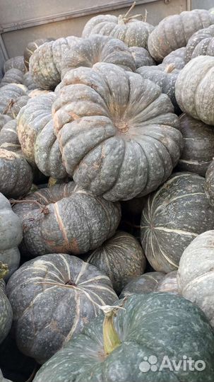 Тыква оптом