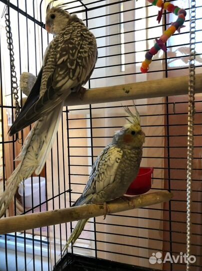 Птенцы корелла