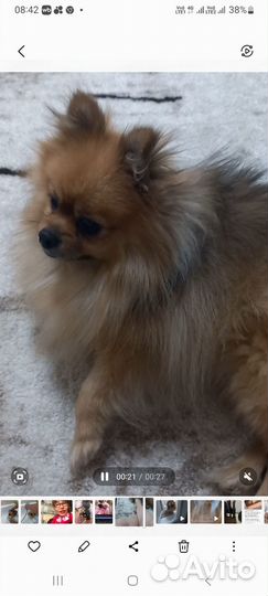 Померанский шпиц