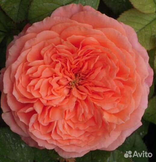 Роза Амур де Молен