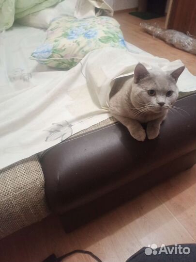 Кот шотландец вязка