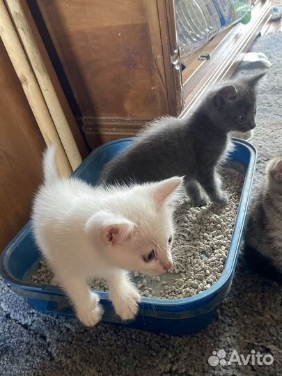 Котята в добрые руки даром