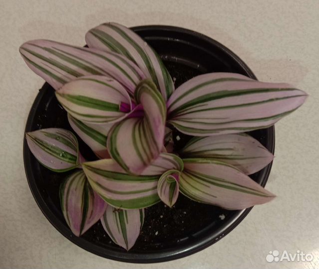 Традесканция нанук, Пинк хилл, белая