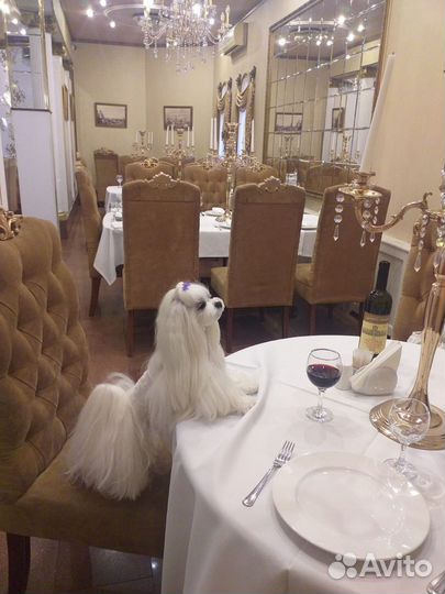 Мальтезе мини