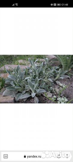 Чистец шерститый