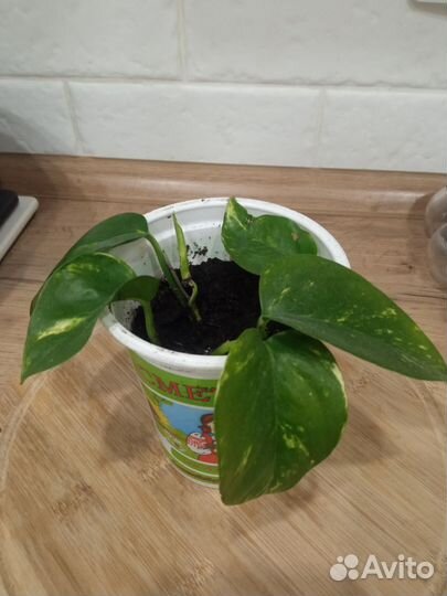 Сциндапсус золотистый