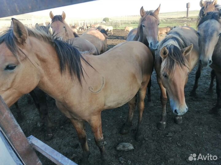 Продажа лошадей