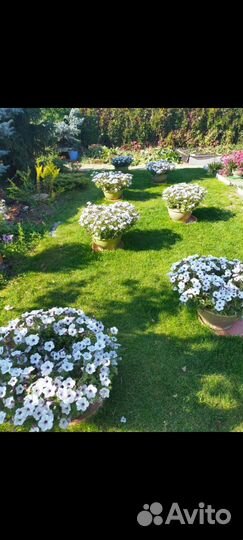 Ампельная петуния