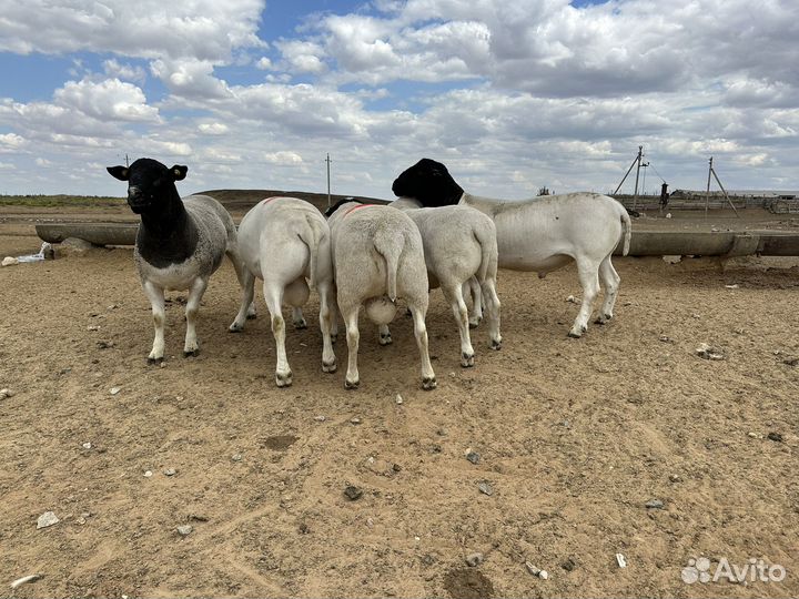 Бараны дорпер