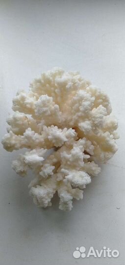 Натуральный коралл