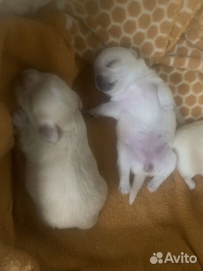 Чихуахуа мини