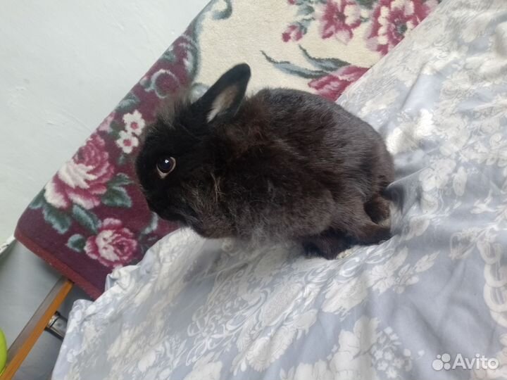 Декоративные кролики