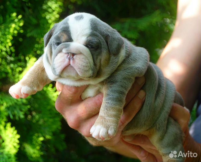 Английский бульдог,шикарные девочки