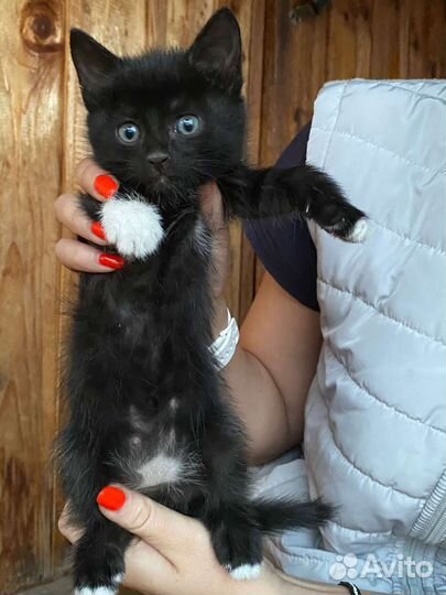 Кошка в дар