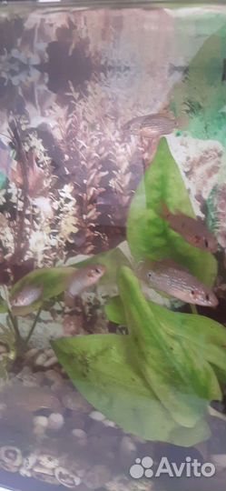 Мальки цихлид Хромисов