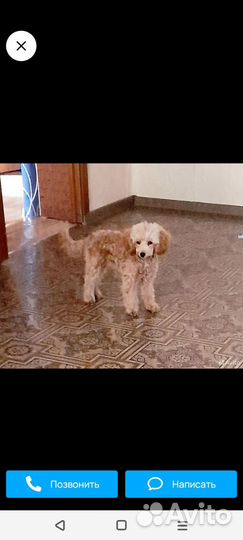 Той пудель девочка